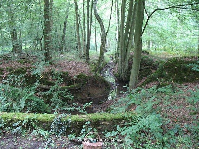 2007 08 Mare aux canes 06